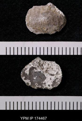 Eolissochonetes pseudoliratus