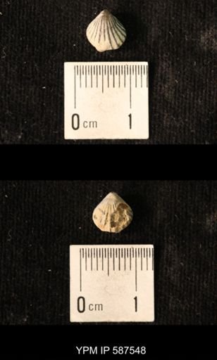 Camarotoechia whitei