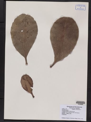 Plantae