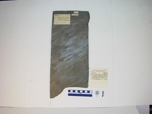 Batrachopus bellus