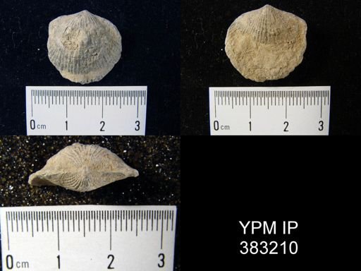 Atrypa sp.