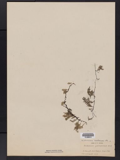 Trichomanes