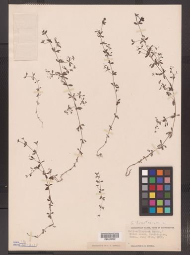 Galium tinctorium