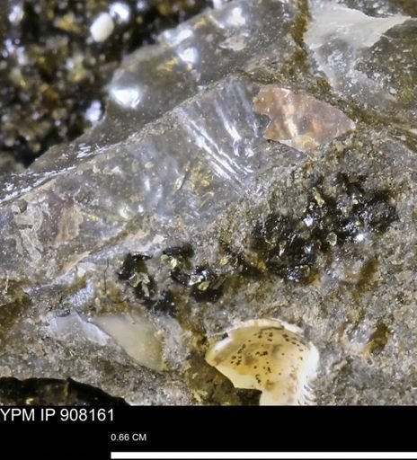 undet. Scaphitidae
