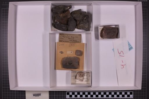 mixed taxa, stratigraphic collection