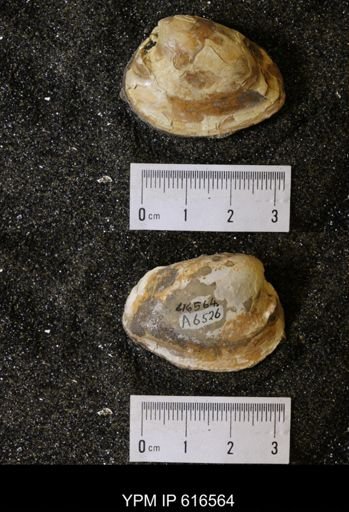 Corbicula?