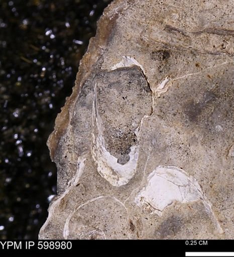 Hoploscaphites sp.