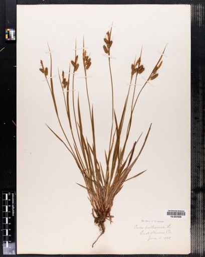 Carex pallescens