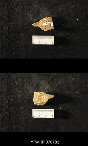 Favosites sp.