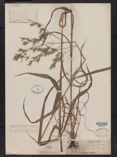Bromus latiglumis