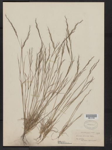 Aristida dichotoma