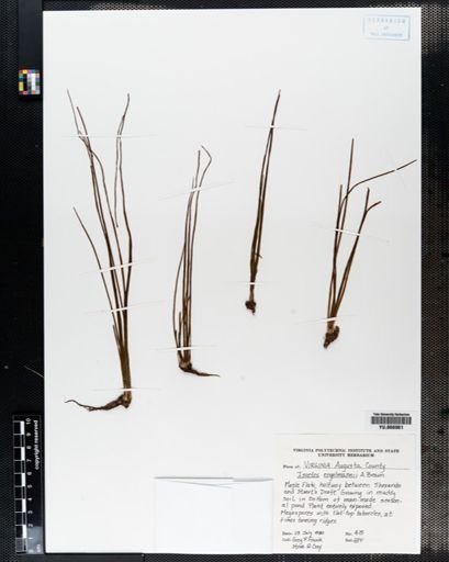 Plantae