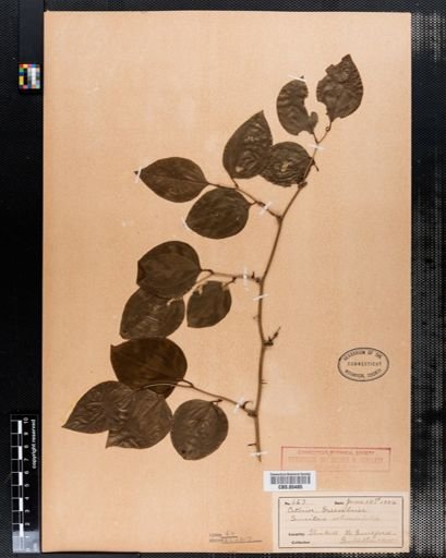 Smilax rotundifolia