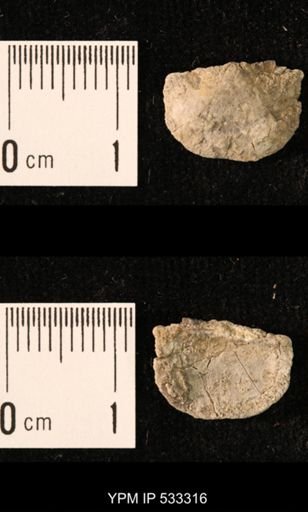 Chonetes sp.