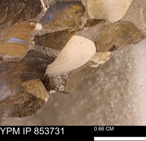 Limopsis striatopunctatus