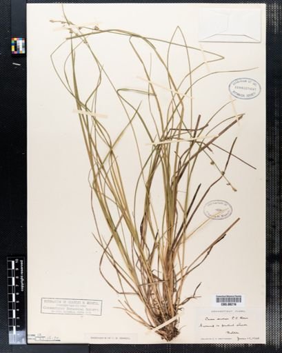 Carex seorsa