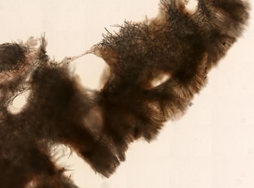 Cliona varians