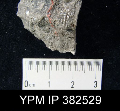Productus semireticulatus