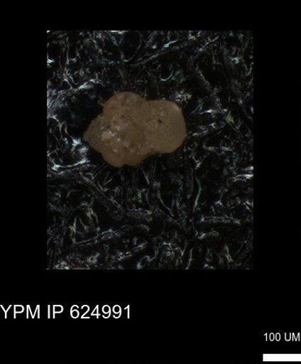 undet. Foraminiferida
