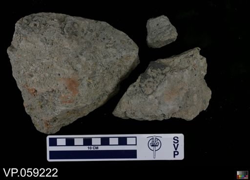 Vertebrata