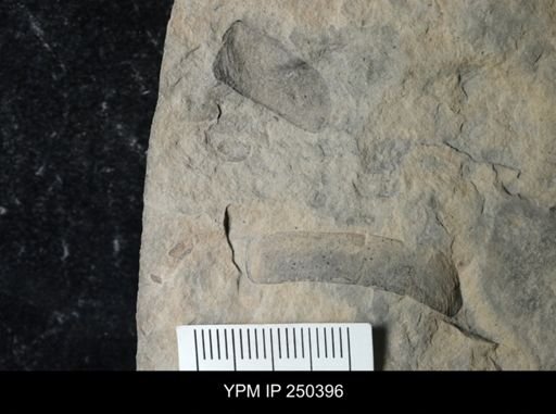 undet. Eurypterida