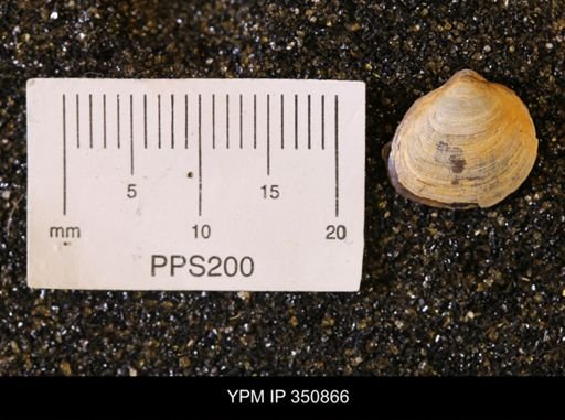 Limopsis striatopunctatus