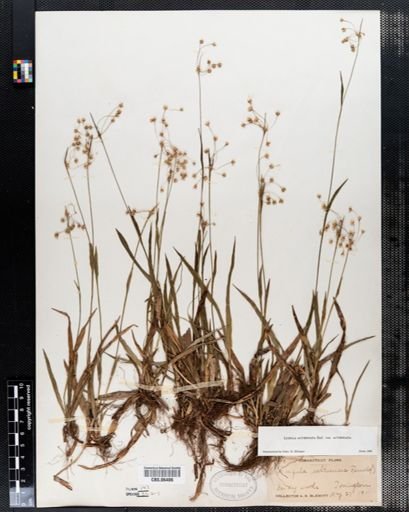 Luzula acuminata