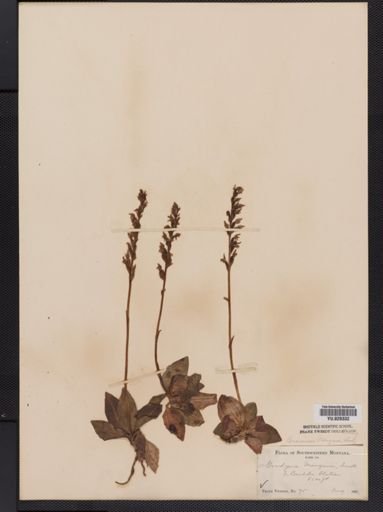 Goodyera oblongifolia