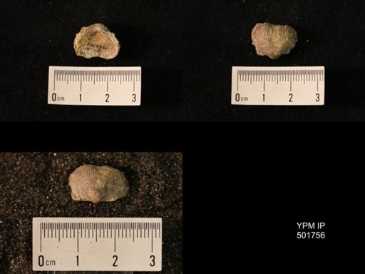 Marginifera lasallensis