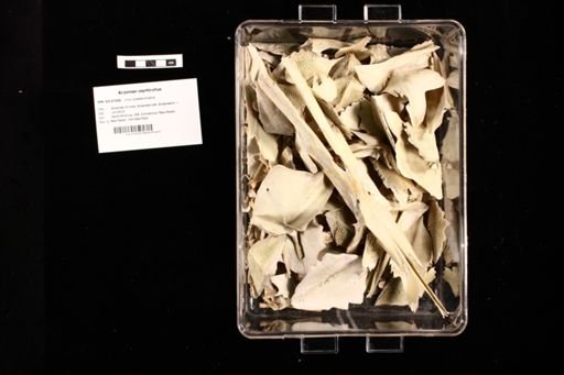 Acipenser oxyrhinchus