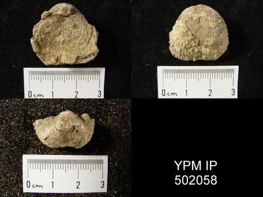 Pustula nebrascensis