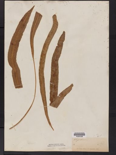 Polypodium