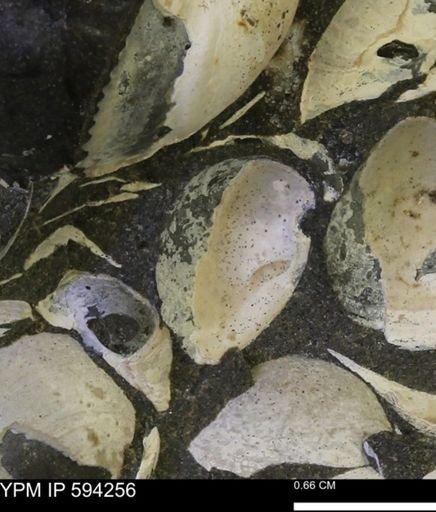 Protocardia sp.