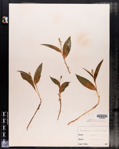 Maianthemum