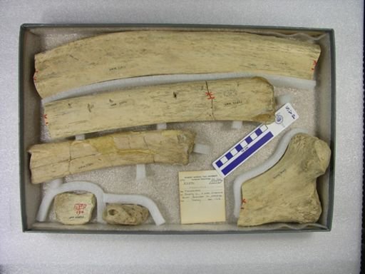 Mammuthus