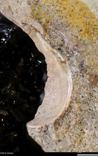 undet. Bivalvia