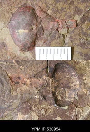 undet. Xiphosurida