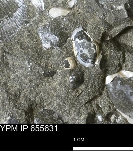 Corbulamella?