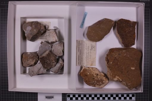 mixed taxa, stratigraphic collection
