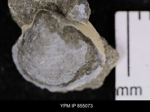 Protocardia subquadrata