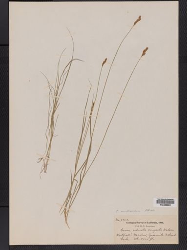 Carex adusta