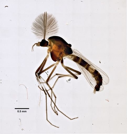 Cricotopus diversus