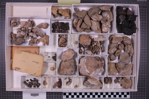 mixed taxa, stratigraphic collection