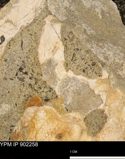 undet. Mollusca