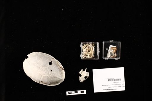 Sternotherus carinatus
