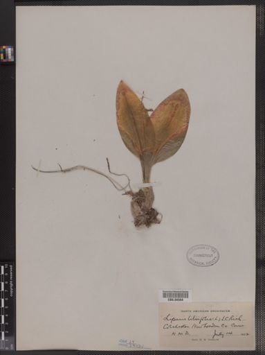 Liparis liliifolia