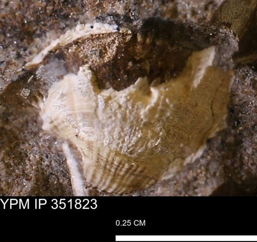 Parallelodon?