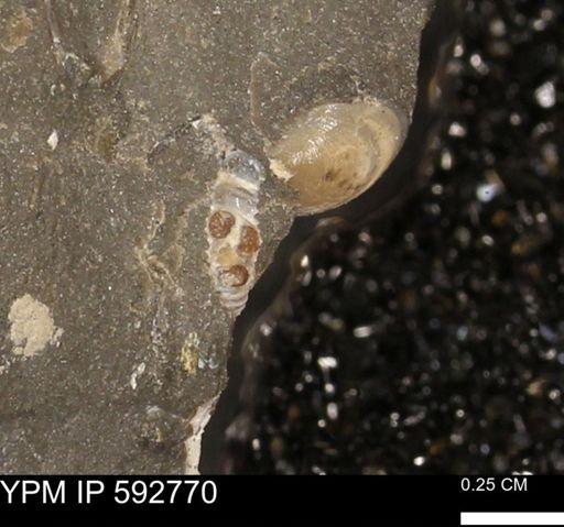 Mollusca?