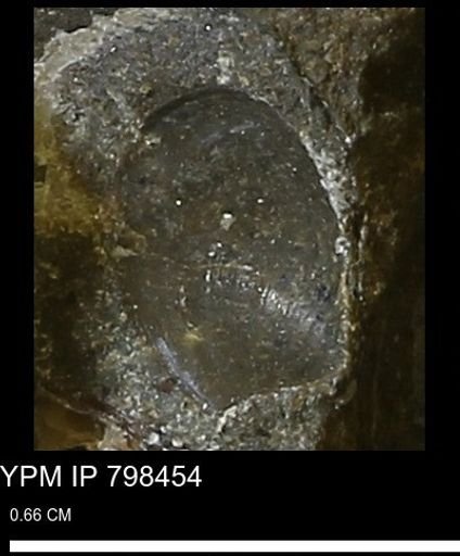 undet. Bivalvia