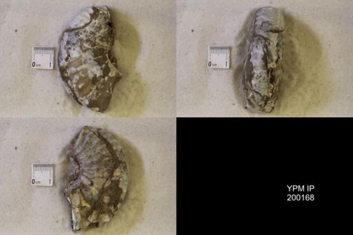 undet. Scaphitidae
